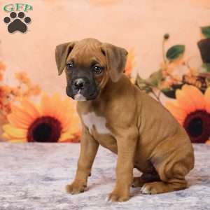 Ranger, Boxer Puppy